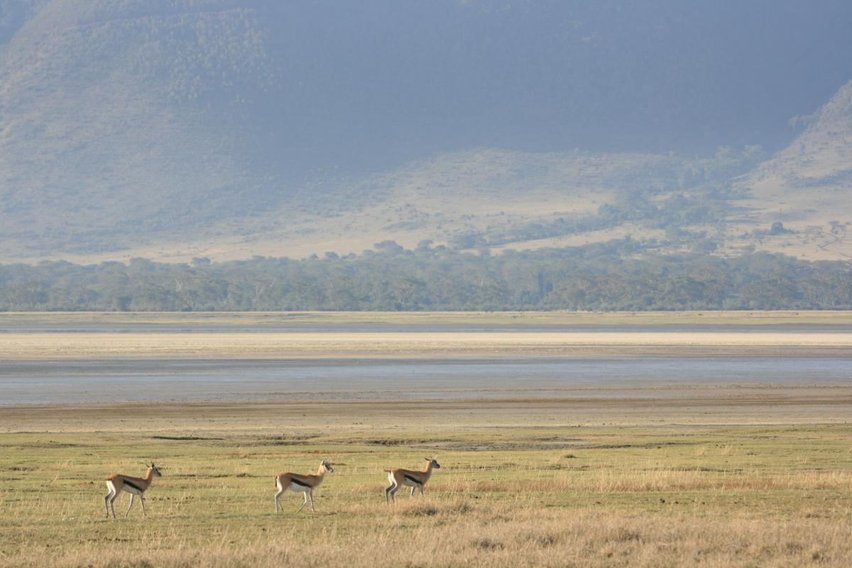 Serengeti -12-6-10-2008-710w   